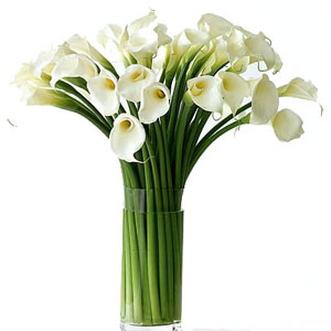 Arum