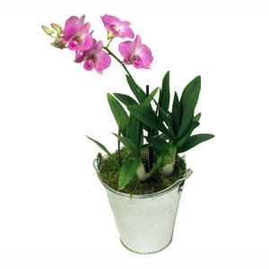 Dendrobium