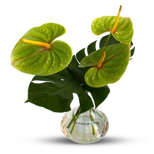 Tsiombe Anthurium