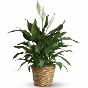 Spathiphyllum